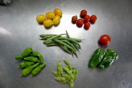 夏野菜収穫4
