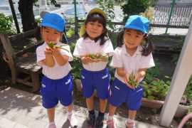 夏野菜収穫2