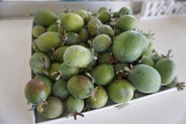 秋の味覚を楽しもう5