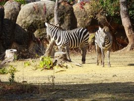 のんほいパークへ行ったよ8